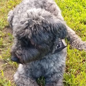 Meet your Posher, Susan